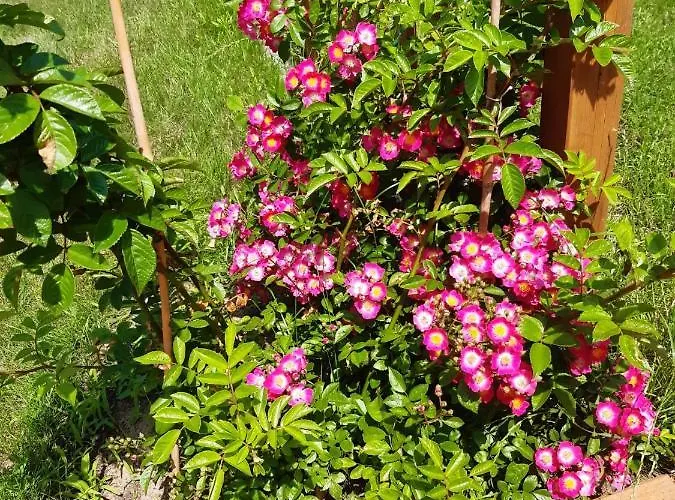 Appartement Am Birkenwaeldchen - Motzener 150m