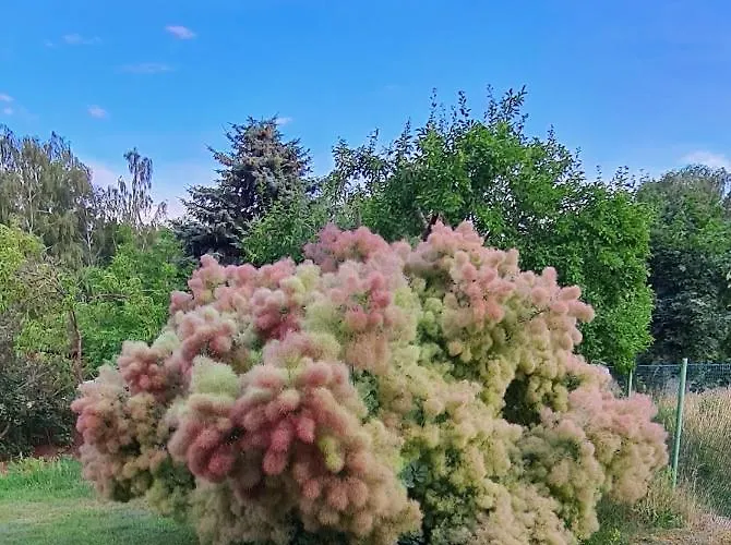 Am Birkenwaeldchen - Motzener 150m * Mittenwalde